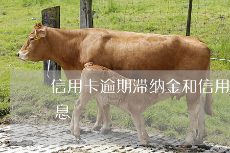 信用卡逾期滞纳金和(信用卡逾期滞纳金和罚息)