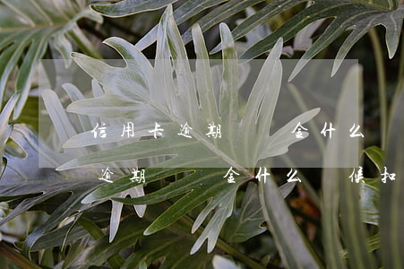 信用卡逾期滯納金什么時候扣郵政-信用卡逾期滯納金什么時候扣郵政的錢