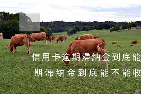 信用卡逾期滯納金到底能不能收-信用卡逾期滯納金到底能不能收回來