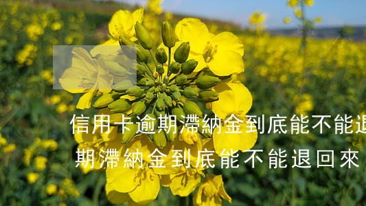 信用卡逾期滯納金到底能不能退-信用卡逾期滯納金到底能不能退回來