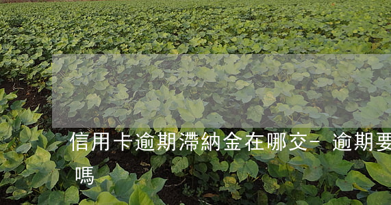 信用卡逾期滯納金在哪交-逾期要交滯納金嗎