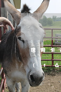 信用卡逾期滯納金怎么算浦發(fā)(浦發(fā)銀行信用卡 逾期)