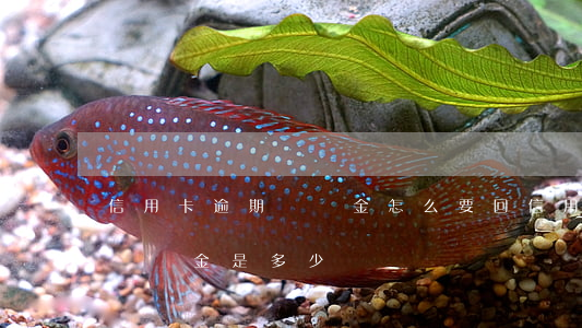 信用卡逾期滯納金怎么要回(信用卡3000滯納金是多少)