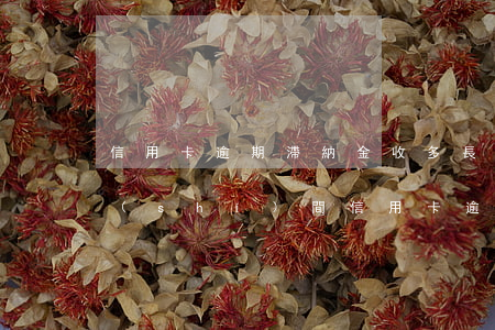信用卡逾期滯納金收多長(zhǎng)時(shí)間 信用卡逾期滯納金收多長(zhǎng)時(shí)間的利息