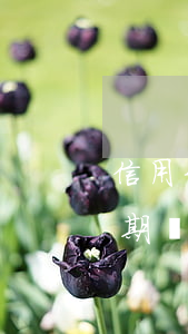 信用卡逾期滯納金突然不沒有了-信用卡 逾期 滯納金