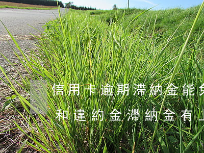 信用卡逾期滯納金能免嗎(信用卡逾期后利息和違約金滯納金有上限嗎?)