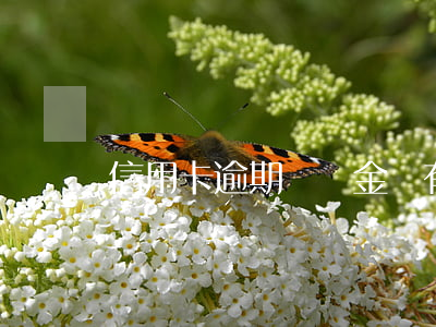 信用卡逾期滯納金還有嗎