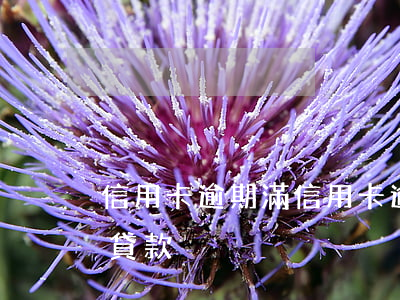 信用卡逾期滿(信用卡逾期滿二年了哪里可以貸款)