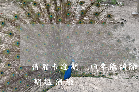 信用卡逾期滿四年能消除嗎(多年前信用卡逾期能消除)