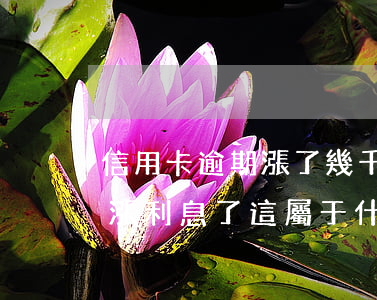 信用卡逾期漲了幾千利息(信用卡逾期兩年沒漲利息了這屬于什么情況)