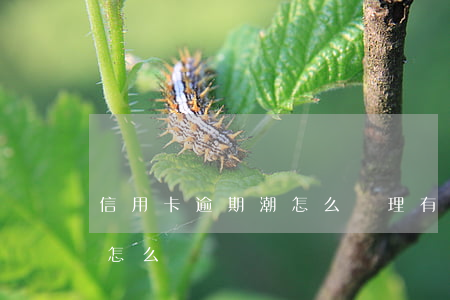信用卡逾期潮怎么處理(有貸款信用卡逾期了怎么辦)