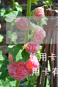 信用卡逾期激活其他銀行卡嗎 逾期停用的信用卡有辦法激活嗎