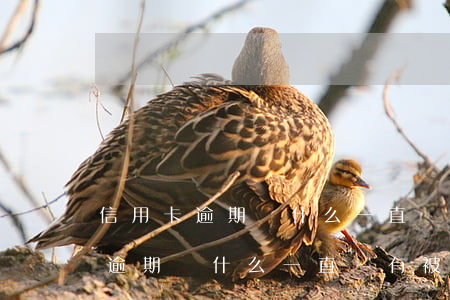 信用卡逾期為什么一直沒有被起訴-信用卡逾期為什么一直沒有被起訴呢