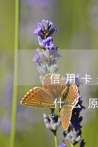 信用卡逾期為什么原因還不上(信用卡逾期為什么原因還不上怎么辦)