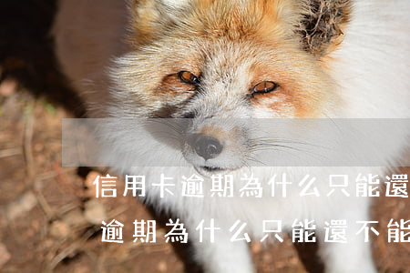 信用卡逾期為什么只能還不能刷了-信用卡逾期為什么只能還不能刷了呢