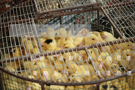 信用卡逾期為什么微信還款還不了-信用卡逾期為什么微信還款還不了呢