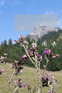 信用卡逾期為什么突然不催收了(沒(méi)辦過(guò)信用卡突然被催收)