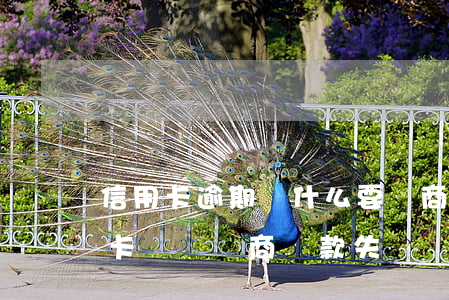 信用卡逾期為什么要協商二次分期-欠信用卡兩萬協商還款失敗
