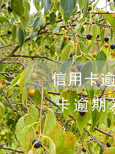 信用卡逾期為什么要每個月存100-信用卡逾期為什么要每個月存100塊錢