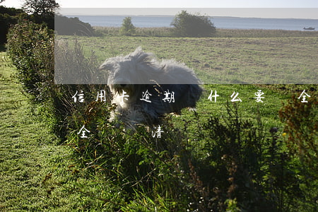 信用卡逾期為什么要還全款(信用卡逾期就要全額還清嗎)