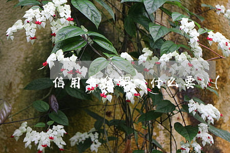 信用卡逾期為什么要開(kāi)共債證明