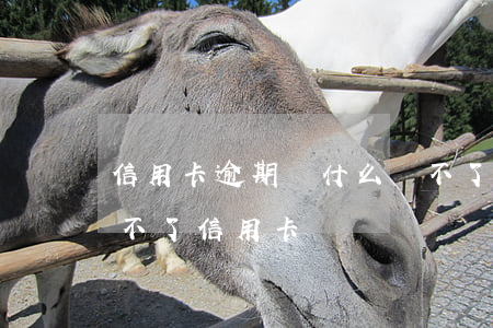 信用卡逾期為什么還不了錢(有逾期是不是辦不了信用卡)