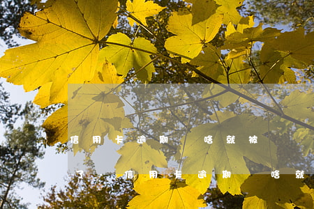 信用卡逾期為啥就被凍結(jié)不能用了-信用卡逾期為啥就被凍結(jié)不能用了呢
