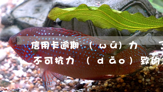 信用卡逾期無(wú)力償還了怎么處理-不可抗力導(dǎo)致的信用卡逾期怎么辦