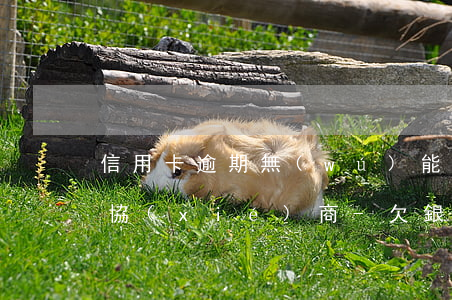 信用卡逾期無(wú)能力還款怎么跟銀行協(xié)商-欠銀行信用卡無(wú)力償還