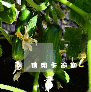 信用卡逾期無償還能力后果怎樣