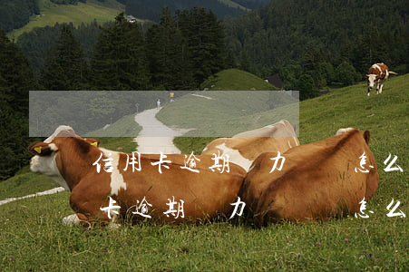 信用卡逾期無力償還怎么處理上海-欠信用卡逾期無力償還該怎么辦