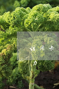 信用卡逾期無力償還怎么解決(信用卡逾期無力償還有怎么辦)