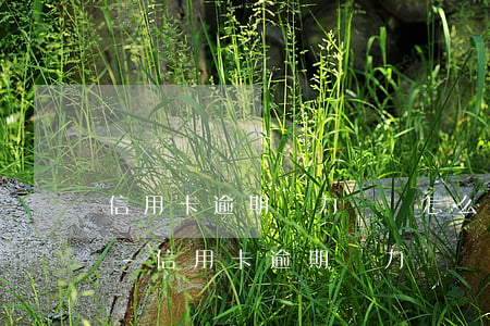 信用卡逾期無力償還怎么辦啊廣發(fā)-信用卡逾期無力償還怎么辦啊廣發(fā)銀行