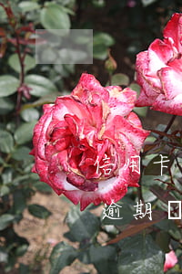 信用卡逾期無力償還接電話怎么說-信用卡逾期無力償還接電話怎么說理由