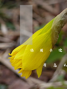信用卡逾期無力償還清單(信用卡逾期無力償還有怎么辦)