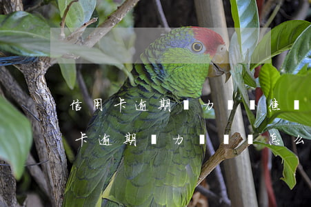 信用卡逾期無力償還焦慮絕望痛苦-欠信用卡逾期無力償還該怎么辦