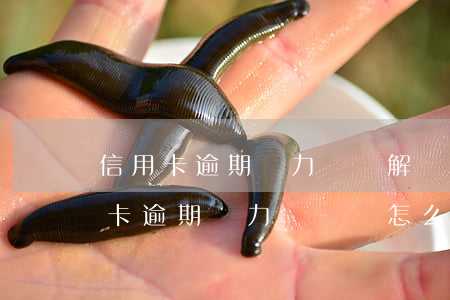 信用卡逾期無力償還解決方法上海-欠信用卡逾期無力償還該怎么辦