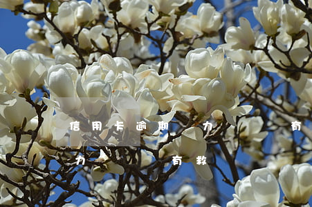 信用卡逾期無力償還還有救嗎(信用卡逾期無力償還還有救嗎嗎)