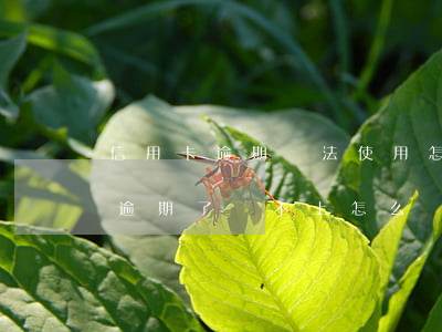 信用卡逾期無法使用怎么還款 欠信用卡的錢逾期了還不上怎么辦