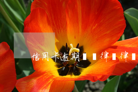 信用卡逾期無錫律師(律師函信用卡逾期)