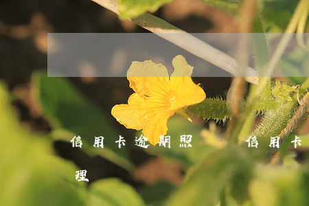 信用卡逾期照樣辦信用卡(信用卡逾期怎么辦理)
