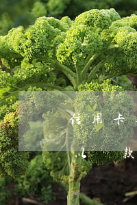 信用卡逾期營業(yè)執(zhí)照可以貸款嗎-信用卡逾期營業(yè)執(zhí)照可以貸款嗎怎么辦