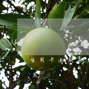 信用卡逾期爸媽很著急（信用卡逾期爸媽很著急）