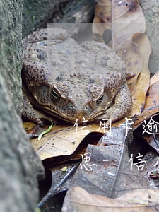 信用卡逾期狀態(tài)不正常是什么意思-信用卡逾期狀態(tài)不正常是什么意思呀