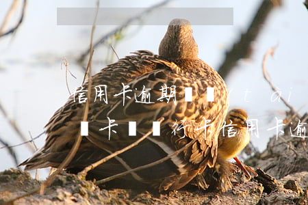 信用卡逾期狀態(tài)可以補(bǔ)辦卡嗎 銀行卡信用卡逾期有什么辦