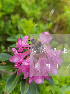信用卡逾期狗幣債務(wù)(最新的信用卡逾期處理)