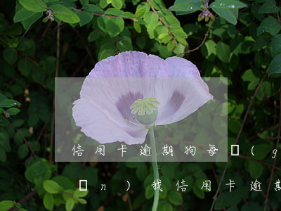 信用卡逾期狗每個(gè)月還一點(diǎn)(我信用卡逾期了幾個(gè)月以前每個(gè)月都還一點(diǎn))