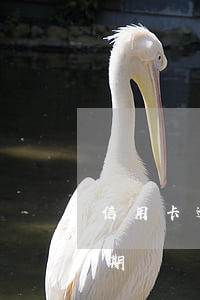 信用卡逾期產生大量(信用卡逾期產生大量逾期)