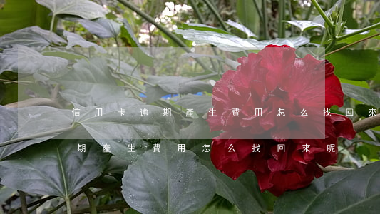 信用卡逾期產生費用怎么找回來-信用卡逾期產生費用怎么找回來呢