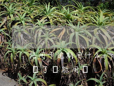 信用卡逾期用什么app還款(逾期的信用卡還了還能用嗎)
